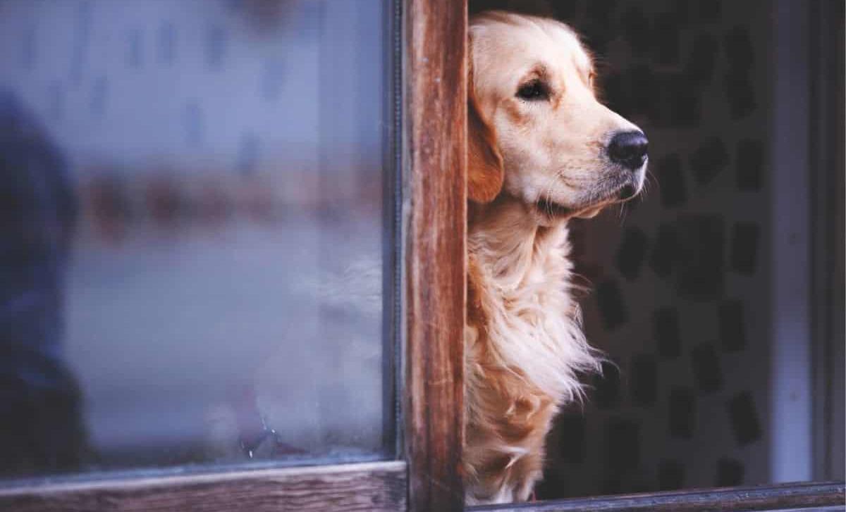 Where is a good boy?