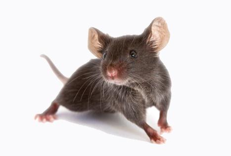 A mouse